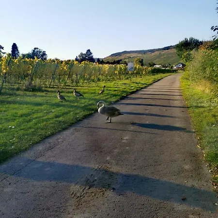 Tiny House * Mehring (Rhineland-Palatinate)