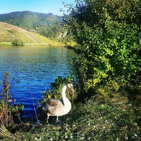 Tiny House * Mehring (Rhineland-Palatinate)