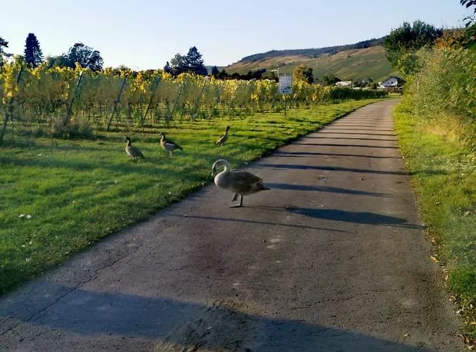Tiny House * Mehring (Rhineland-Palatinate)