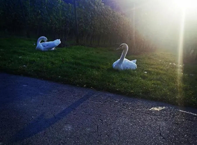 Tiny House * Mehring (Rhineland-Palatinate)