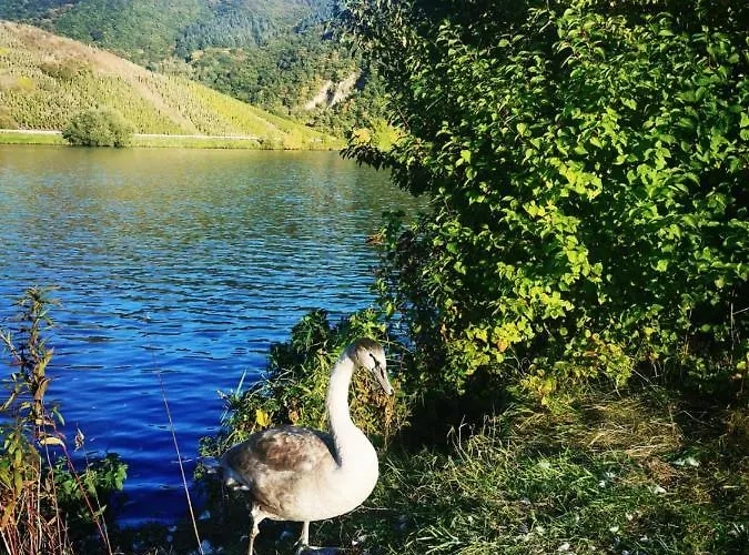 Tiny House * Mehring (Rhineland-Palatinate)